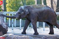 Киевский зоопарк будет ремонтировать эстонская компания