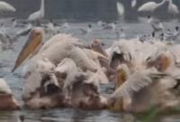 Большую стаю розовых пеликанов зафиксировали в Одесской области