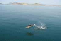 В Черном море погибло около 70 дельфинов