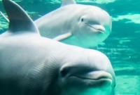 Министр Франции издала постановление, запрещающее держать в неволе дельфинов