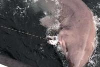 В Ирландии поймали гигантскую шестижаберную акулу