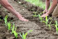 Минагрополитики: Сельхозпроизводители посеяли 4 млн га кукурузы