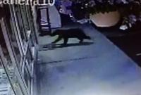 Медведь пытался пробить лбом витрину магазина (видео)