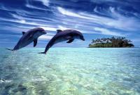 В Днепре около Херсона появились дельфины (видео)