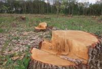 Рада ужесточила ответственность за незаконную рубку деревьев в лесах