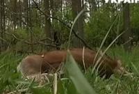 В Черкасской области браконьеры застрелили благородного оленя