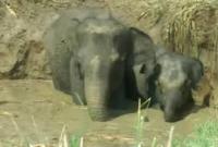 Слоненка и его маму на Шри-Ланке спасали из ловушки экскаватором (видео)