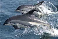 Несколько десятков мертвых дельфинов нашли на одесском побережье