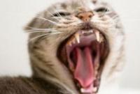 В Ровненской области объявили карантин из-за бешеного кота