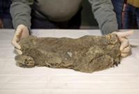 В вечной мерзлоте найден пещерный львенок (видео)