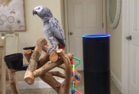 Попугай научился давать команды голосовому помощнику Amazon (видео)