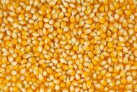 Аграрии уже намолотили почти 60 млн тонн зерна