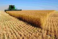 Украинские аграрии уже намолотили более 42 млн тонн зерна
