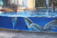 Экстраординарная умильность: в американском океанариуме дельфины поразились, увидев белочек (видео)