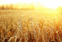 Украина хочет вернуться на вьетнамский рынок пшеницы