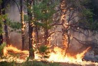 Лесные пожары в Испании и Португалии: число погибших достигло 30