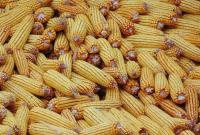 В Украине собрали почти 10 млн тонн кукурузы