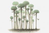 Ученые нашли останки гигантских деревьев-грибов