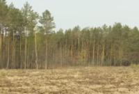 На месте хвойных лесов Украины может образоваться пустота
