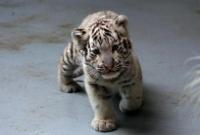 В сафари-парке Бердянска родились белые тигрята (видео)