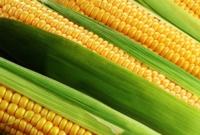 Еврокомиссия вводит таможенный збор на ввоз кукурузы, сорго и ржи