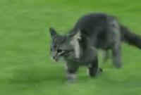 Милый котенок остановил бейсбольный матч и погрыз стюарда, который хотел его вынести (видео)