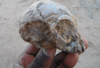 В Африке нашли череп общего предка обезьян и человека