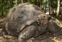 Черепаха, сбежавшая из Японского зоопарка, за две недели продвинулась на 140 метров