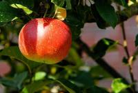 Генетики нашли родину современных яблок