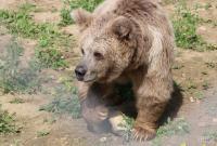 В РФ медведь отгрыз руку пьяному мужчине, который пытался покормить его сгущенным молоком (видео)