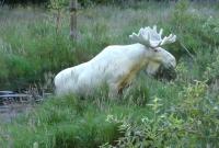 В лесах Швеции увидели редчайшего белого лося (видео)