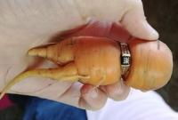 В Канаде женщина нашла потерянный 13 лет назад перстень на морковке