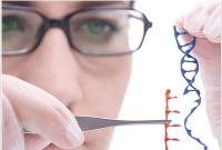 Редактирование генов может решить проблему с донорскими органами - The Economist