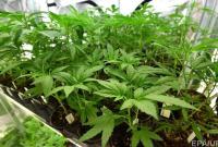 В Запорожской области правоохранители обнаружили марихуаны на 5 млн грн