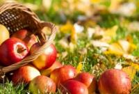 Яблочный спас: стоимость яблок в регионах Украины