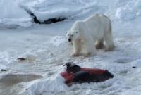 Норвежского гида оштрафовали на 1300 евро за то, что он напугал белого медведя
