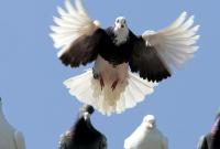 В Иране 100 голубей-наркодиллеров были конфискованы полицией