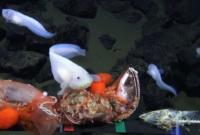 Кто проживает на дне океана: уникальные кадры из Мариинской впадины (видео)