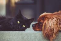 Ученые сравнили мозг котов и собак