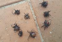 В Австралии прошел "дождь" из смертельно опасных пауков