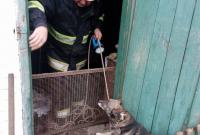 Спасатели в Киевской области вытащили собаку, которая упала в погреб