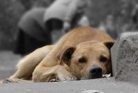 Киевляне призвали местные власти отправить всех бездомных собак в приют
