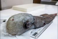 В Австралии обнаружили редчайшую "безлицую рыбу" (видео)