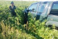 Пограничники обнаружили 3,7 гектаров незаконных насаждений конопли в Одесской области