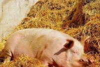 Украине грозит дефицит свинины