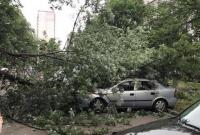 В Киеве на Оболони дерево разбило припаркованные авто (фото)