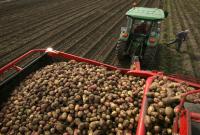 Импорт картофеля в Украине в 5 раз превышает экспорт