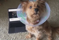 В Сети стало популярным видео, в котором пес слушается Кендрика Ламара (видео)