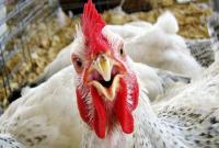Катар отменил запрет на украинское мясо птицы