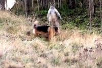 В Австралии кенгуру и собака устроили настоящую драку (видео)